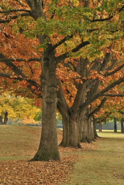 USA, Oregon, Portland Red oaks at Fernhill Park